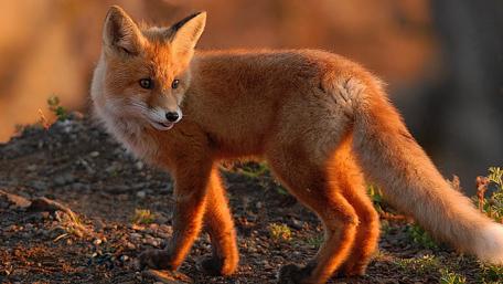 Majestic Red Fox in Golden Light wallpaper