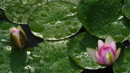 Serene Water Lilies with Raindrops on Leaves wallpaper