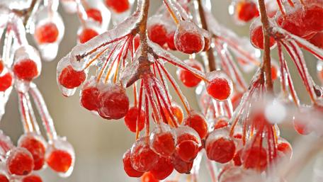 Frosted Red Berries Captivating Nature's Beauty wallpaper
