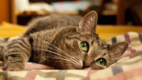Serene Cat Resting on a Cozy Blanket wallpaper