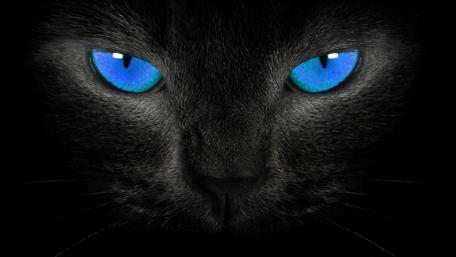 Mystical Black Cat with Striking Blue Eyes wallpaper