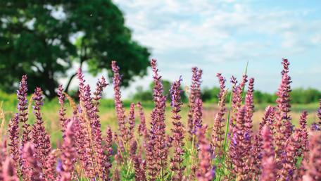 Vibrant Purple Flowers Under a Clear Sky wallpaper