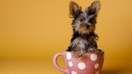 Tea Cup Pup Delight wallpaper