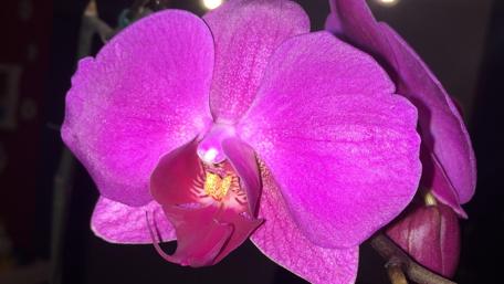 Vibrant Purple Orchid Blossom for Your Space wallpaper
