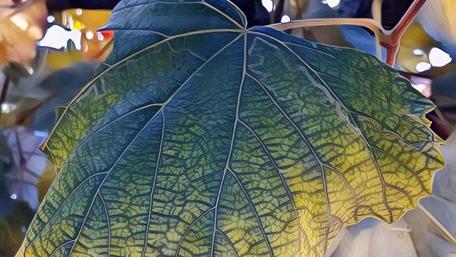 Vibrant Leaf Underneath Nature's Canvas wallpaper