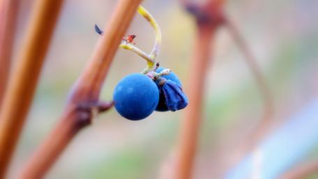 Nature's Tranquil Blueberry Bunches wallpaper