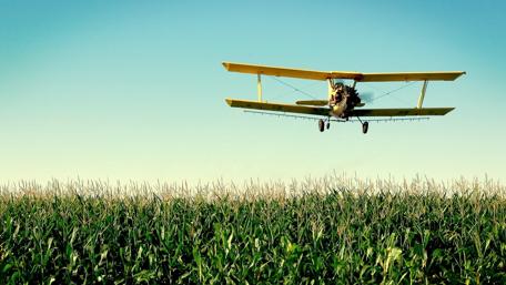 Soaring Above Cornfields on a Sunny Day wallpaper