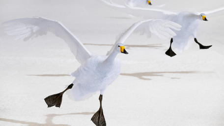 Elegant Swans Taking Flight Over Snowy Landscape wallpaper