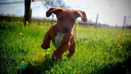 Puppy Frolic in the Field wallpaper