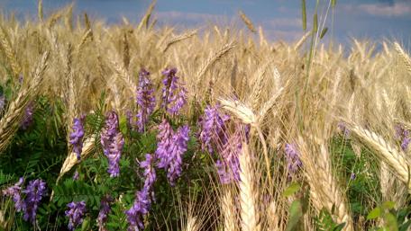 Vibrant Blooms in Golden Fields wallpaper