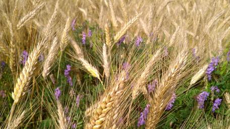 Golden Wheat with Touches of Purple Wildflowers wallpaper