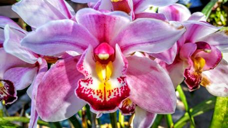 Stunning Pink Orchids Wallpaper for Your Screen wallpaper
