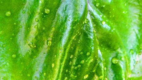 Lush Green Leaf with Dew Drops wallpaper