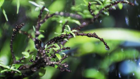 Lush Greenery in Refreshing Rainfall wallpaper