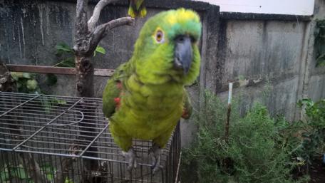 Vibrant Green Parrot in Captivity wallpaper