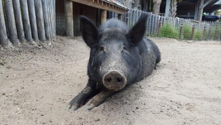 Charming Pig Relaxing in the Sunlight wallpaper