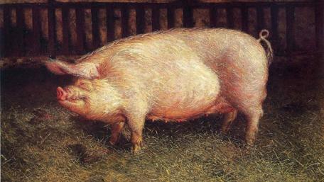 Charming Pig Portrait in a Barn Setting wallpaper