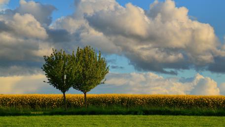 Serene Trees Under a Cloudy Sky wallpaper