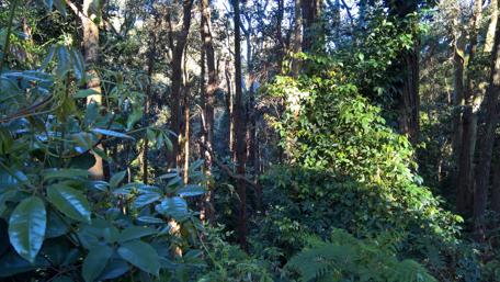 Lush Greenery of Sydney Nature Harmony wallpaper