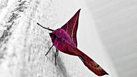Vibrant Pink Butterfly on a Wall wallpaper