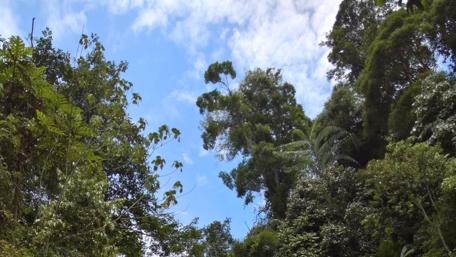 Verdant Canopy Under a Clear Sky wallpaper