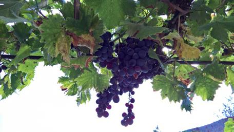 Lush Grapes Hanging from Vines wallpaper