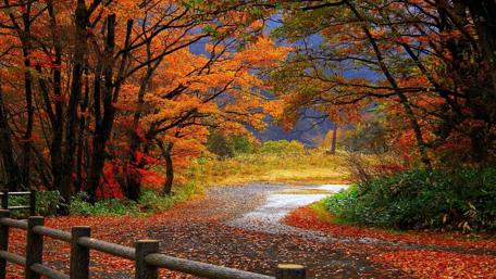 Autumn Serenade wallpaper