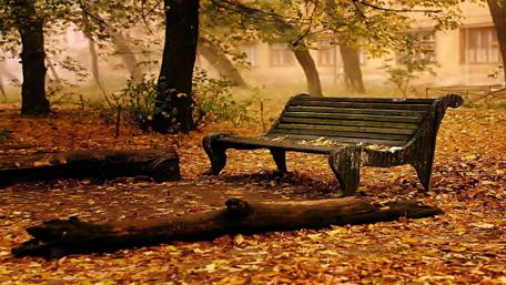 Autumn Tranquility on a Park Bench wallpaper