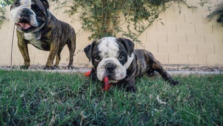 Adorable Bulldogs Playing in the Grass wallpaper