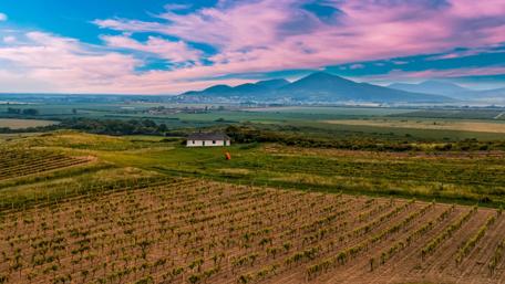 Serene Vineyard Landscape Under Colorful Sky wallpaper