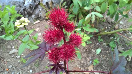 Vibrant Red Flower in Nature Garden wallpaper