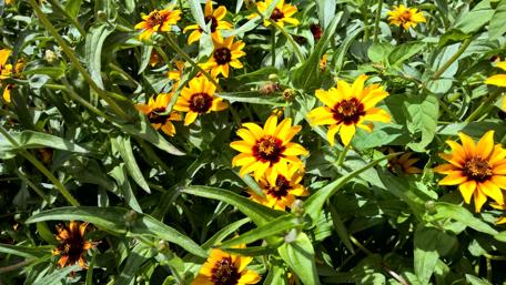 Vibrant Yellow Blooms in a Lush Garden Scene wallpaper