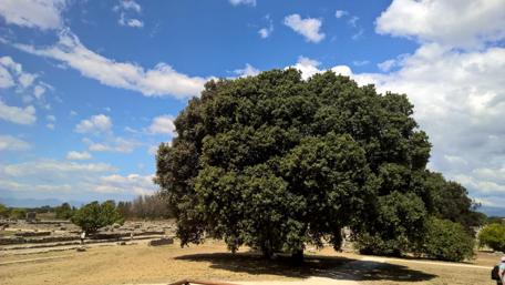 Majestic Italian Giant Tree Wallpaper wallpaper