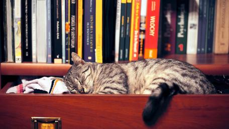 Lazy Cat Napping in a Drawer Fiendishly Funny Scene of Feline Mischief wallpaper