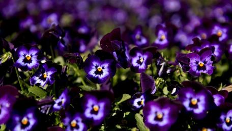 Vibrant Purple Pansies for Your Space wallpaper