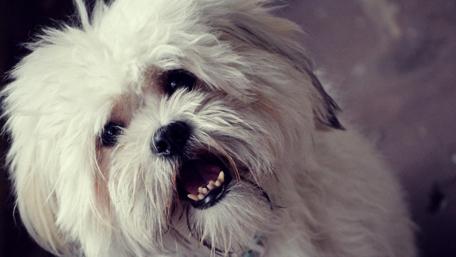 Adorable White Dog with Fluffy Fur Features Playful Expression wallpaper