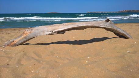 Serene Beach Scene with Driftwood wallpaper