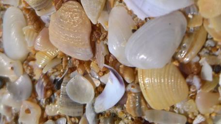 Treasures of the Shoreline wallpaper