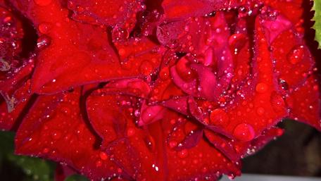 Vibrant Rose with Dew Drops Shining Brightly wallpaper