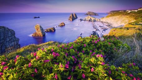 Stunning Coastal Serenity with Vibrant Flora wallpaper