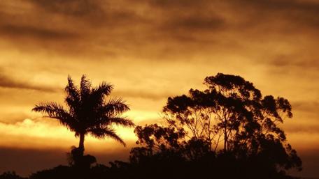 Golden Sunset Silhouette Over Trees wallpaper