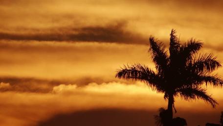 Golden Sunset with Palm Silhouette wallpaper