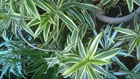 Vibrant Green Foliage in Harmony wallpaper