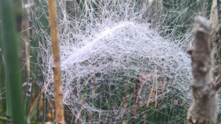 Intricate Web of Nature's Architects wallpaper