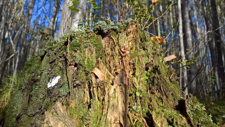 Tranquil Forest Stump Close-Up for Nature Lovers wallpaper