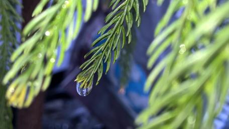 Nature's Beauty in Morning Dew wallpaper