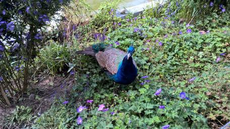 Vibrant Peacock Amidst Nature's Beauty wallpaper