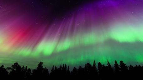Aurora Over Pine Forest wallpaper