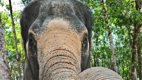 Majestic Elephant in Lush Thailand Forest wallpaper