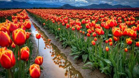 Tulip Symphony in Blooming Fields wallpaper